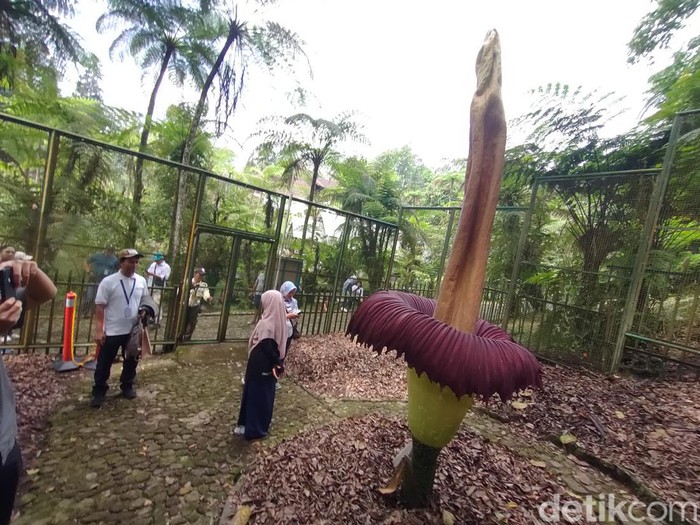 Bunga bangkai raksasa mekar di Kebun Raya Cibodas.