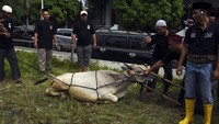 Pelatihan yang digelar perkumpulan juru sembelih halal tersebut diikuti 65 orang pengurus masjid dan panitia kurban dari berbagai daerah.  