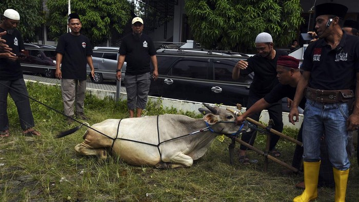 Peserta mengikuti pelatihan penyembelihan hewan qurban di Masjid Nurul Iman Perum Widya Asri, Kota Serang, Banten, Minggu (26/5/2024). Pelatihan yang digelar perkumpulan juru sembelih halal tersebut diikuti 65 orang pengurus masjid dan panitia qurban dari berbagai daerah. ANTARA FOTO/Asep Fathulrahman/rwa.