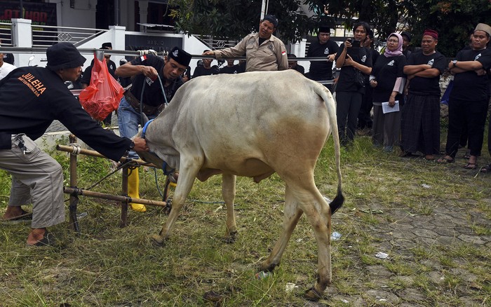 Peserta mengikuti pelatihan penyembelihan hewan qurban di Masjid Nurul Iman Perum Widya Asri, Kota Serang, Banten, Minggu (26/5/2024). Pelatihan yang digelar perkumpulan juru sembelih halal tersebut diikuti 65 orang pengurus masjid dan panitia qurban dari berbagai daerah. ANTARA FOTO/Asep Fathulrahman/rwa.