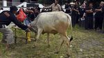 Pelatihan Penyembelihan Hewan Kurban Jelang Idul Adha