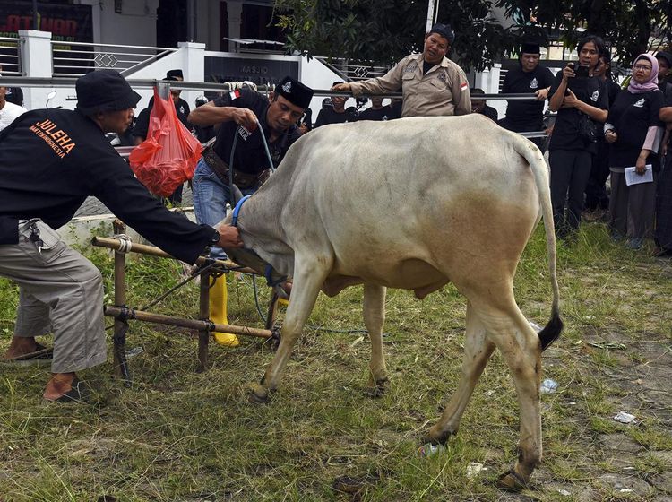 Pelatihan Penyembelihan Hewan Kurban Jelang Idul Adha
