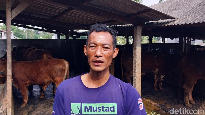 Peternak sapi Kampung Saman Setio Kuncoro