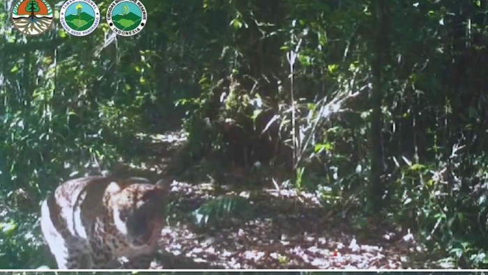 Tangkapan layar video kamera pengawas Gunung Gede Pangrango.