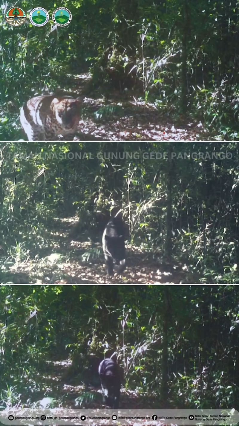 Tangkapan layar video kamera pengawas Gunung Gede Pangrango.