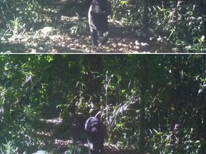 Pengelola Gede Pangrango Minta Maaf Unggah Video Lawas Macan Tutul-Kumbang