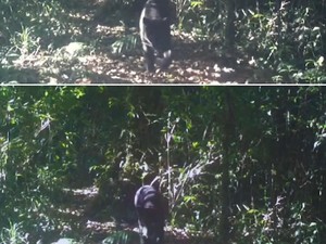 Pengelola Gede Pangrango Minta Maaf Unggah Video Lawas Macan Tutul-Kumbang
