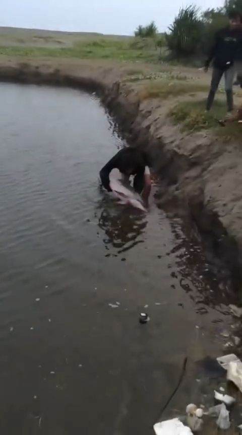 Tangkapan layar video warga mengevakuasi lumba-lumba yang terjebak. Tangkapan layar video warga mengevakuasi lumba-lumba yang terjebak.