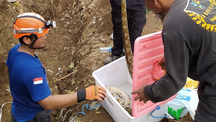 Proses evakuasi ular sanca kembang yang bersarang di pondasi rumah warga di Ngaglik, Sleman, Sabtu (25/5/2024).