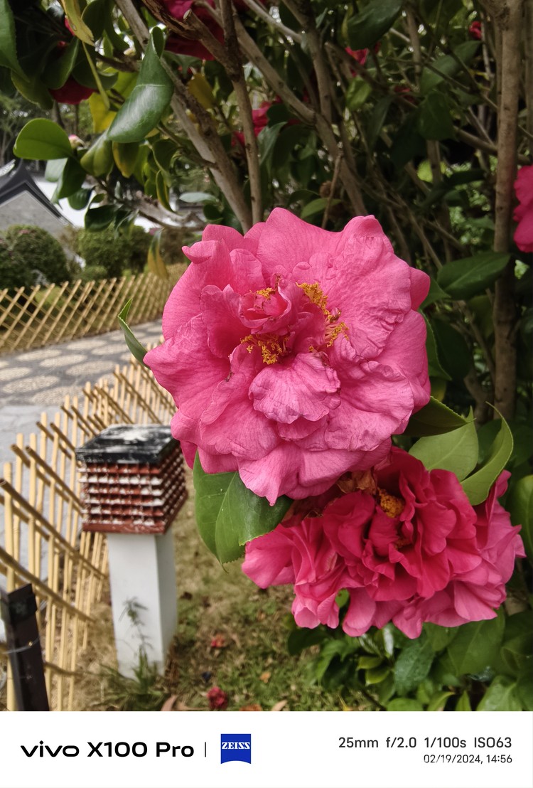Vivo X100 Pro Hasil foto Vivo X100 Pro