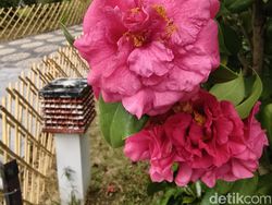 Mengintip Hasil Foto Vivo X100 Pro yang Akan Rilis di Indonesia