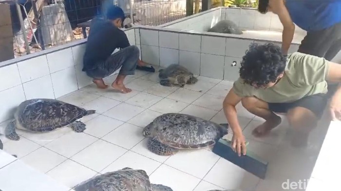 15 penyu selundupan dititipkan di Konservasi Penyu Kurma Asih, Desa Perancak, Kabupaten Jembrana, Bali, Senin (27/5/2024). (I Putu Adi Budiastrawan/detikBali)