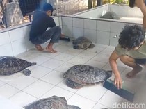 15 Penyu Selundupan di Jembrana Disita Polisi, Dirawat di Tempat Konservasi