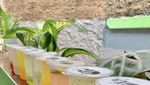 Slurrp! Segarnya 20 Es Kuwut Rp 5.000an Ada di Sini