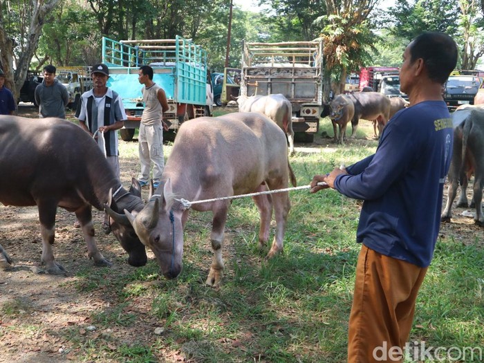 Kerbau di Pasar Wage, Kecamatan Margorejo, Kabupaten Pati, Senin (27/5/2024).