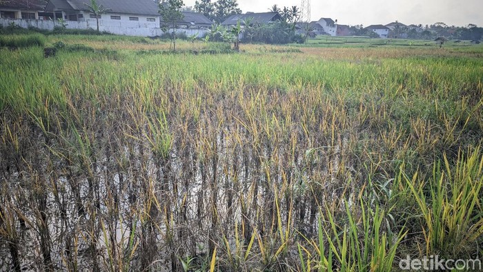 Kondisi tanaman padi di Sawah Cigembor, Ciamis, mati dan menguning setelah diserang hama wereng.