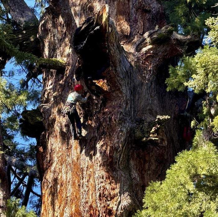 Melihat Pemeriksaan Kesehatan Pohon Terbesar di Dunia Researchers climb General Sherman, the world's largest tree, in Sequoia National Park, Calif. on Tuesday, May 21, 2024. They inspected the 275-foot tree for evidence of bark beetles, an emerging threat to giant sequoias. (AP Photo/Terry Chea)