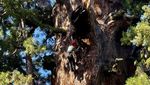 Melihat Pemeriksaan Kesehatan Pohon Terbesar di Dunia