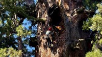 Para pendaki menuruni pohon berusia 2.200 tahun yang menjulang tinggi itu membawa kabar baik. Anthony Ambrose, direktur eksekutif Masyarakat Hutan Kuno mengatakan pohon General Sherman baik-baik saja saat ini.