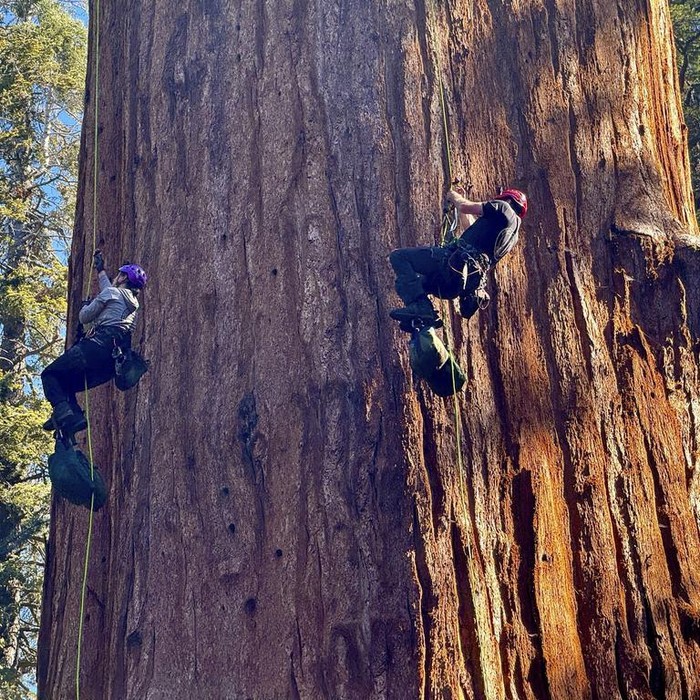 Researchers climb General Sherman, the world's largest tree, in Sequoia National Park, Calif. on Tuesday, May 21, 2024. They inspected the 275-foot tree for evidence of bark beetles, an emerging threat to giant sequoias. (AP Photo/Terry Chea)