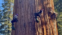 Namun seiring dengan semakin panas dan keringnya iklim, sequoia raksasa yang sebelumnya dianggap hampir tidak dapat dimusnahkan kini semakin terancam oleh panas ekstrem, kekeringan, dan kebakaran hutan. Pada tahun 2020 dan 2021, kebakaran hutan yang memecahkan rekor merusak 20 persen dari 75.000 pohon sequoia dewasa di dunia, menurut pejabat taman nasional.