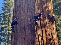 Potret Peneliti saat Memeriksa Kesehatan Pohon Terbesar di Dunia