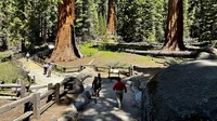 Ini adalah pertama kalinya para pendaki memanjat pohon sequoia setinggi 275 kaki (85 meter), yang menarik wisatawan dari seluruh dunia ke Taman Nasional Sequoia. Sequoia raksasa, makhluk hidup terbesar di dunia, telah bertahan selama ribuan tahun di wilayah Sierra Nevada bagian barat California, satu-satunya tempat di mana spesies ini berasal.