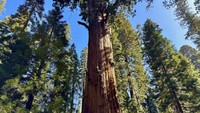 Jauh di atas kanopi hijau General Sherman, pohon terbesar di dunia, para peneliti mencari bukti ancaman yang muncul terhadap sequoia raksasa: kumbang kulit kayu.