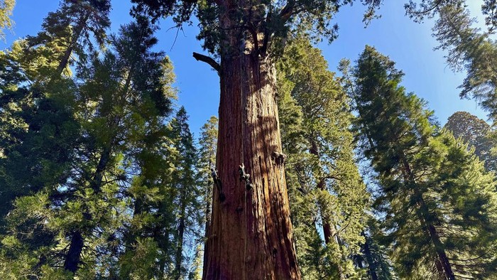 Melihat Pemeriksaan Kesehatan Pohon Terbesar di Dunia Researchers climb General Sherman, the world's largest tree, in Sequoia National Park, Calif. on Tuesday, May 21, 2024. They inspected the 275-foot tree for evidence of bark beetles, an emerging threat to giant sequoias. (AP Photo/Terry Chea)