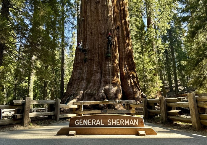 Researchers climb General Sherman, the worlds largest tree, in Sequoia National Park, Calif. on Tuesday, May 21, 2024. They inspected the 275-foot tree for evidence of bark beetles, an emerging threat to giant sequoias. (AP Photo/Terry Chea)