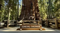 Namun para peneliti semakin khawatir terhadap kumbang kulit kayu, yang pada masa lalu tidak menimbulkan ancaman serius. Kumbang ini berasal dari California dan hidup berdampingan dengan sequoia selama ribuan tahun. Namun baru belakangan ini mereka mampu membunuh pohon-pohon tersebut. Para ilmuwan mengatakan mereka baru-baru ini menemukan sekitar 40 pohon sequoia yang mati karena serangan kumbang, sebagian besar berada di dalam taman nasional. Kumbang menyerang pohon dari kanopi, menggerogoti dahan dan turun ke batang pohon. Jika dibiarkan, kumbang kecil ini dapat membunuh pohon dalam waktu enam bulan.