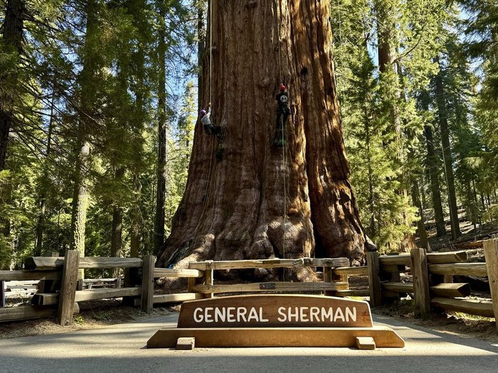 Researchers climb General Sherman, the world's largest tree, in Sequoia National Park, Calif. on Tuesday, May 21, 2024. They inspected the 275-foot tree for evidence of bark beetles, an emerging threat to giant sequoias. (AP Photo/Terry Chea)