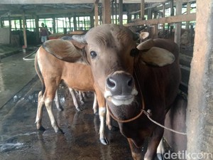 Pedagang Hewan Kurban Dilarang Jualan di Pinggir Jalan Palembang