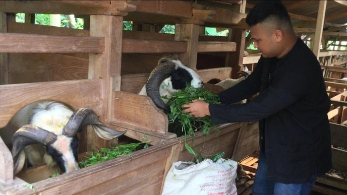 Penjual hewan kurban di Kecamatan Cileles, Lebak, Banten, kebanjiran order menjelang hari raya Idul Adha. (Dok. Istimewa)