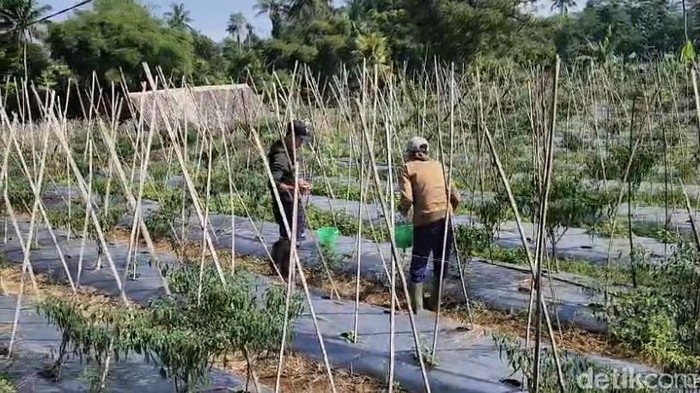 Petani cabai di Sukabumi nyaris merugi gegara serangan hama.