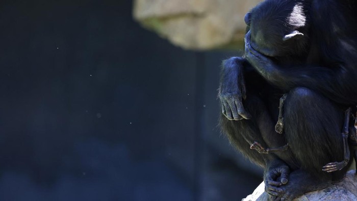 Natalia, a chimpanzee that has carried her dead baby for months, which experts say must be respected and reveals that grieving is not exclusive to humans, gestures as she sits on a rock at Valencia's Bioparc, Spain May 16, 2024. REUTERS/Nacho Doce