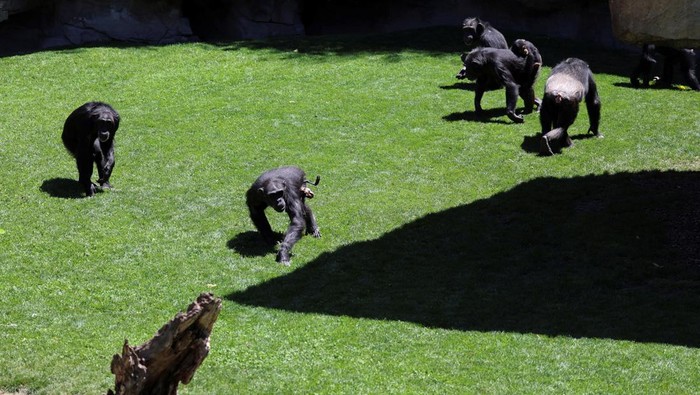 Potret Pilu Simpanse Berbulan-bulan Gendong Jasad Anaknya Natalia, a chimpanzee that has carried her dead baby for months, which experts say must be respected and reveals that grieving is not exclusive to humans, gestures as she sits on a rock at Valencia's Bioparc, Spain May 16, 2024. REUTERS/Nacho Doce