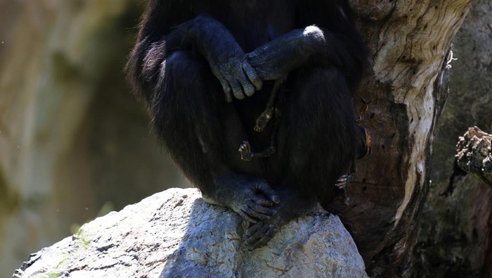 Potret Pilu Simpanse Berbulan-bulan Gendong Jasad Anaknya Natalia, a chimpanzee that has carried her dead baby for months, which experts say must be respected and reveals that grieving is not exclusive to humans, gestures as she sits on a rock at Valencia's Bioparc, Spain May 16, 2024. REUTERS/Nacho Doce