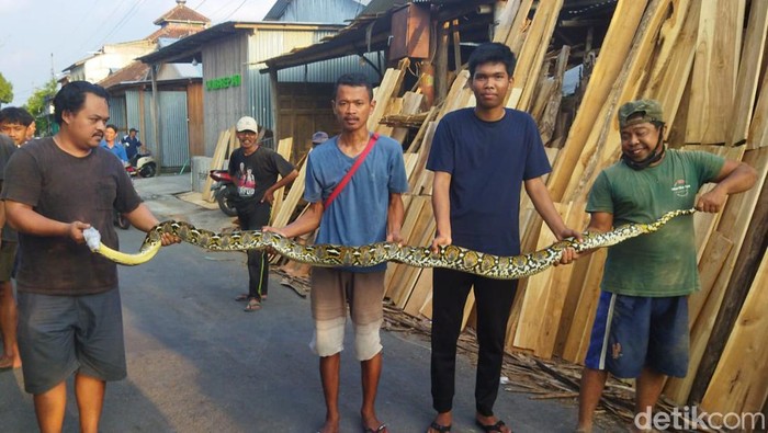 Ular piton yang diamankan warga Desa Sajen, Kecamatan Trucuk, Klaten.