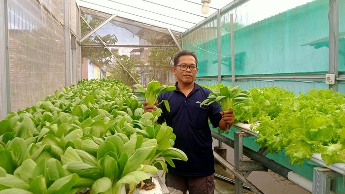 Warga Malang sukses menekuni urban farming.
