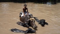 Mereka juga memandikan ternak di sungai itu.  