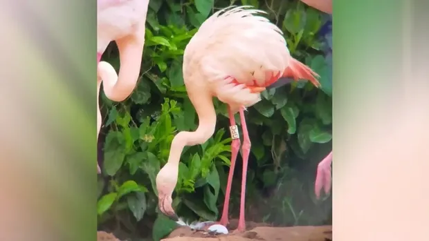 Flamingo Gertrude