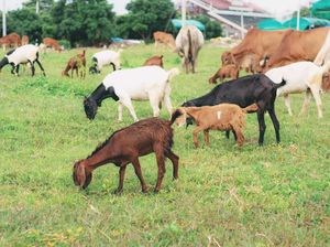 6 Kambing di Gunungkidul Mati Dihisap Darahnya oleh Hewan Misterius