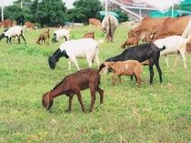Daftar Harga Kambing Kurban Idul Adha 2024 di Jogja Terbaru