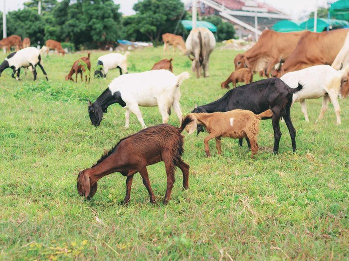 Ilustrasi kambing