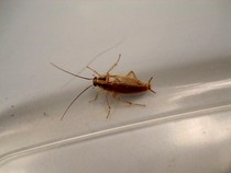 Jangan Injak Kecoak di Rumah! Begini Cara Basminya