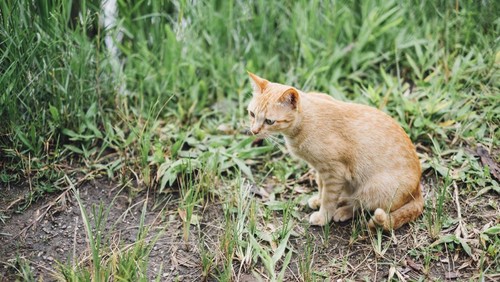 Kucing suka makan rumput. (Freepik)