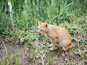 Kenapa Kucing Suka Mengonsumsi Rumput? Ini 5 Alasannya