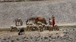 Panas Banget! Suhu di Pakistan Capai 52 Derajat Celcius