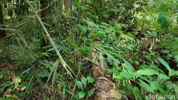 Penampakan tembok panjang 12 kilometer di atas Gunung Sawal untuk membatasi satwa liar masuk ke permukiman warga.